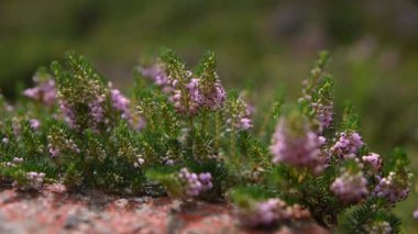 Heather, Fransa 'nın Pireneler Dağları' nda çiçek açar.