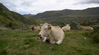 İnekler boyunlarında çan ile Pireneler, Fransa 'daki dağlarda çim çiğniyor.