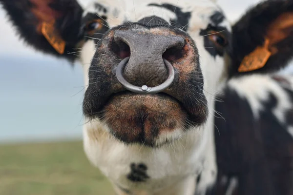 在法国诺曼底发现的鼻子被刺穿的奶牛 — 图库照片