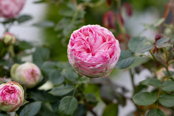 Krásná Anglická Růžová Růže Davida Austina — Stock fotografie