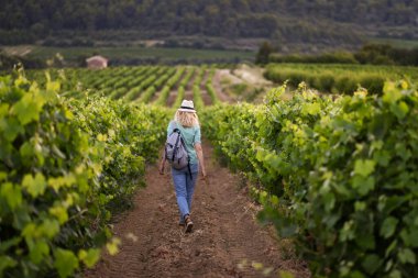 Şapkalı sarışın bir kadın Provence France 'daki üzüm bağının üzümleri arasında yürüyor.
