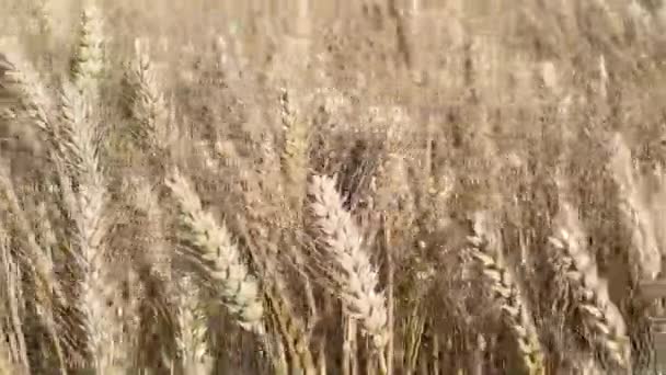 風に揺れる小麦の黄金の耳夏の日 — ストック動画
