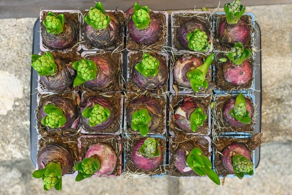 Many Young Green Hyacinthes Rhe Pots — Stock Photo, Image