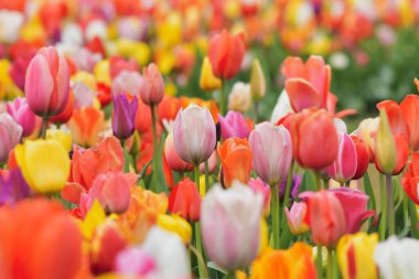 Hollanda 'da bir parkta çok renkli bir lale geçmişi