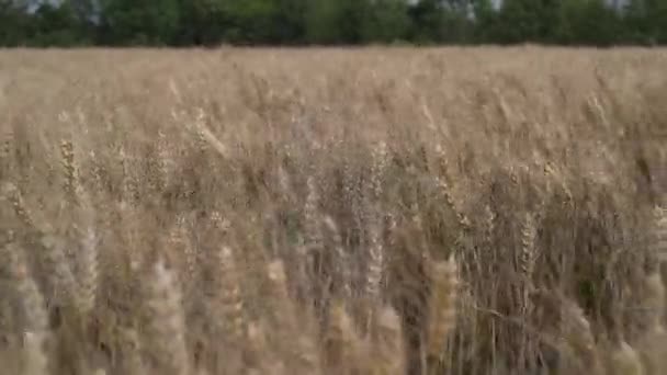 Золоті Вуха Пшениці Вітрі — стокове відео