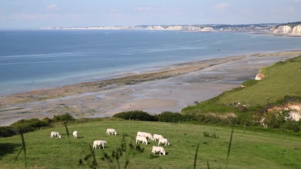 Krowy Pasą Się Pastwisku Wybrzeżu Normandii — Wideo stockowe