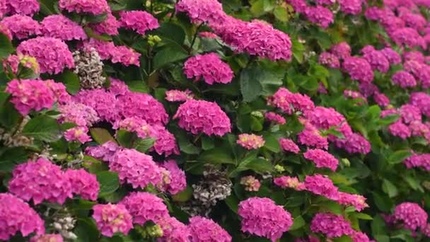 Bush de flores de hortensia rosa, flor de hortensia — Vídeos de Stock