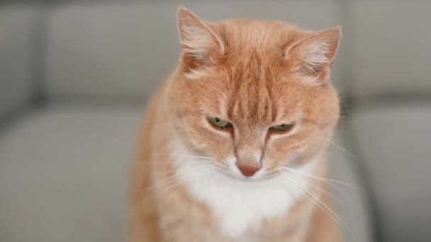 Kanepede oturan tembel kızıl kedi — Stok video
