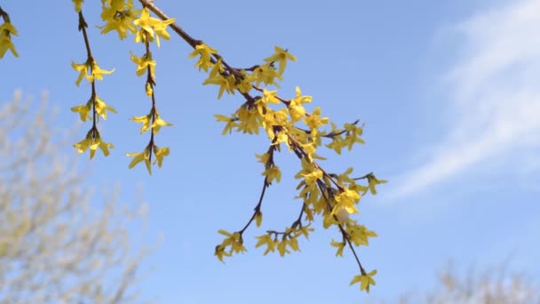 Žlutá Forsythia Kvetoucí proti modré obloze — Stock video