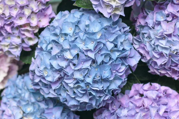 Mavi bir ortanca çiçeğinin arka planı, Hortensiya çiçeği — Stok fotoğraf
