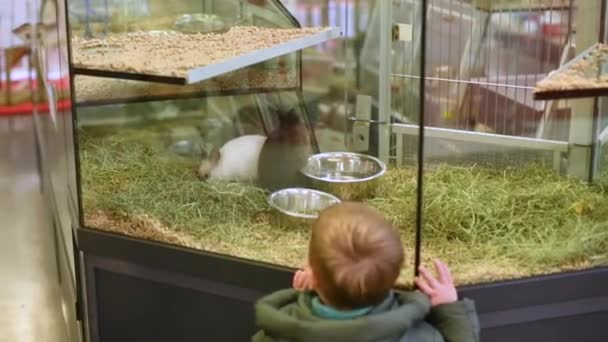 Rabbits for sale behind the glass showcase in a pet shop — Stock Video