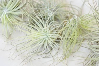 Beyaz arka planda Tilland hava santralleri