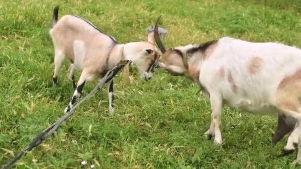 Cabras peleando con sus cabezas en una granja de animales — Vídeos de Stock