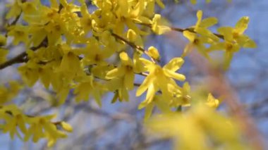 Sarı Forsythia Mavi gökyüzüne karşı çiçek açıyor