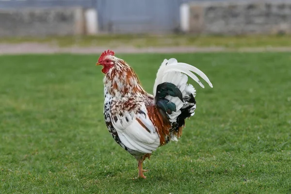 Gallo Blanco Negro Corral Sobre Una Hierba —  Fotos de Stock