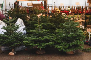 Noel panayırı. Avrupa 'da ağaç satmak.