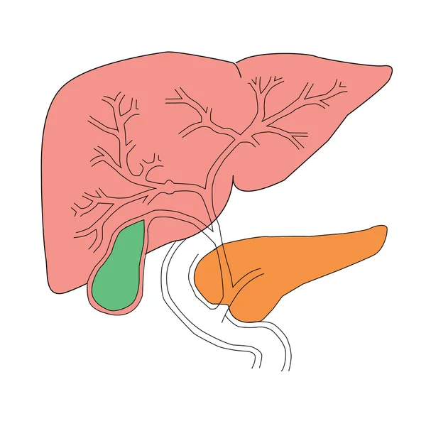 肝脏和胰腺 — 图库照片