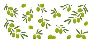 Yeşil zeytin, beyaz arkaplanda yapraklı dallı zeytin. Doğa ve yemek çizimi