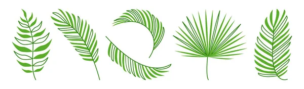 Groene Palmblad Vector Set Zomer Exotische Plant Geïsoleerd Witte Achtergrond — Stockvector