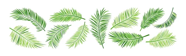 Vector Hoja Palma Selva Plantas Rama Verano Verde Icono Conjunto — Vector de stock