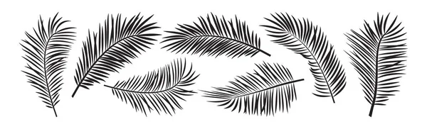 Palmiye yaprağı vektörü, kara yaz bitki ormanı, beyaz arka planda izole edilmiş doğa simgesi. Tropik illüstrasyon
