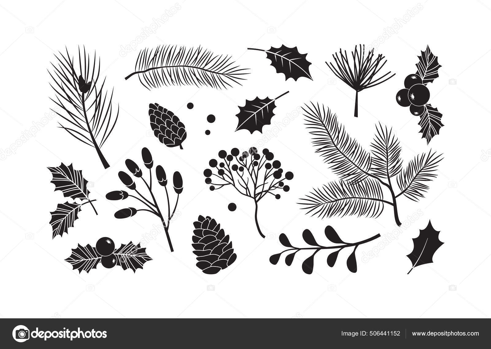 크리스마스 전나무 솔방울 상록수 나뭇가지등흰 배경에 고립되어 자연의 스톡 벡터 - ©Sylfida 506441152, image size:1600x1138