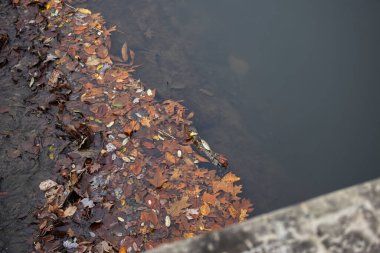 Lake Roland Park Baltimore Maryland ABD 'de Güz Yaprakları