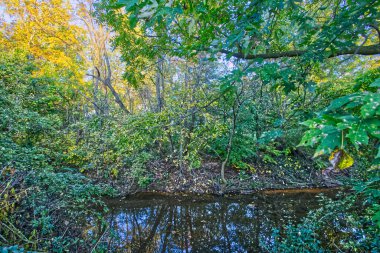 Rosedale Baltimore 'daki Sonbahar Ağaçları Maryland ABD
