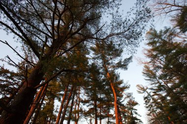 Baltimore Gölündeki Ağaçlar Maryland ABD