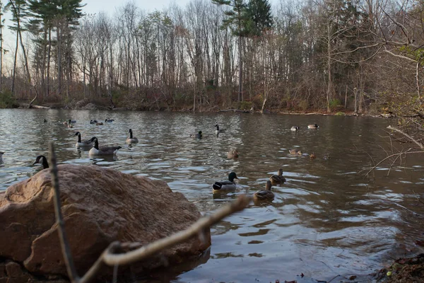 Ente See Loch Raven Baltimore Maryland Usa — Stockfoto