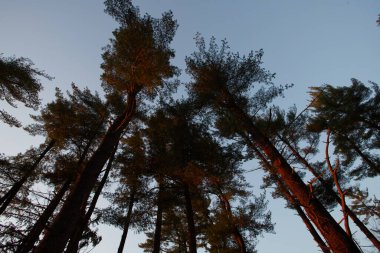 Baltimore Gölündeki Ağaçlar Maryland ABD