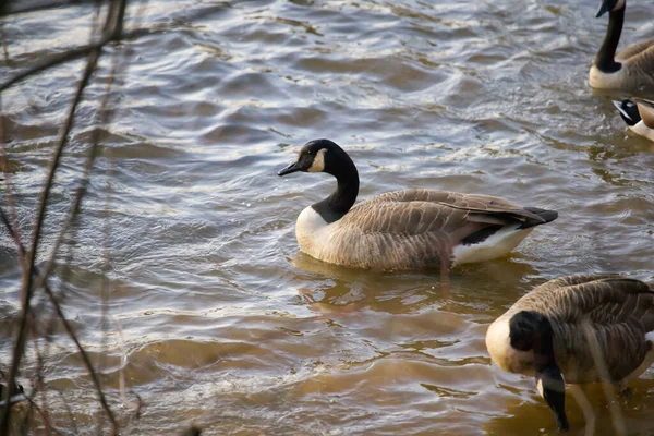 Patos Lago Loch Raven Baltimore Maryland Eua — Fotografia de Stock