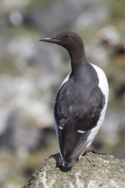 Common murre is sitting on a rock with his back summer day — Stock Photo, Image