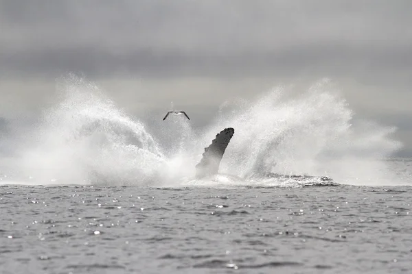 Knölval hoppade i havet i en fontän spray — Stockfoto