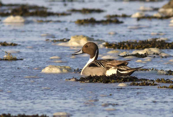 NORTE Pintail macho en aguas poco profundas cerca de la isla de Berin —  Fotos de Stock