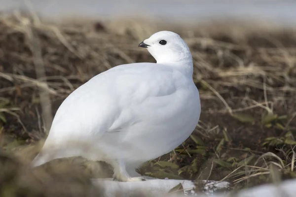 Felsenptarmigan-Weibchen im zeitigen Frühling — Stockfoto