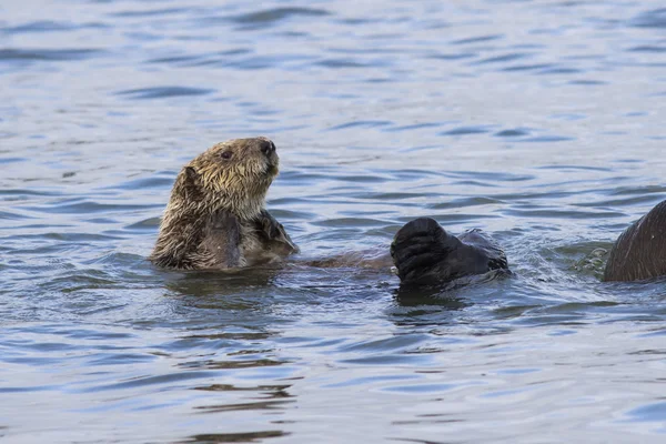 Sea otter zvedl hlavu nad vodou zimní slunečný den na — Stock fotografie