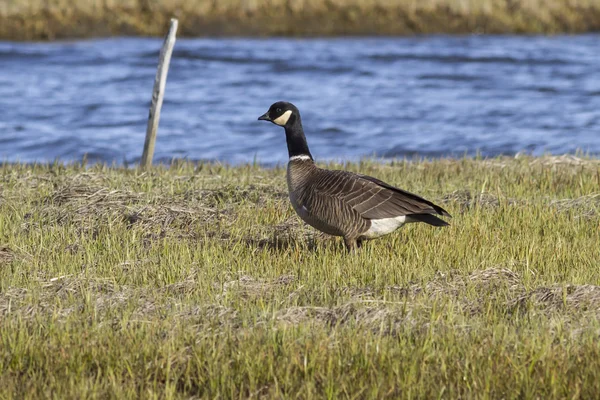 Aleutian Goose standing on the river bank on the island of Berin — Stock Photo, Image