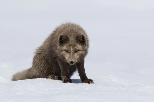 Blauer Polarfuchs sitzt mit dem Kopf im Schnee — Stockfoto