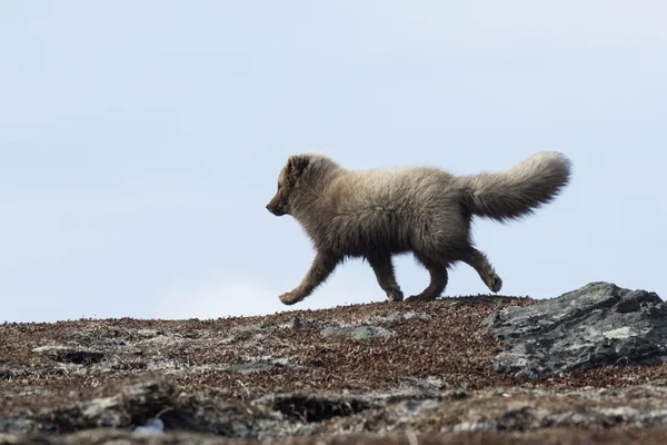 Commandants renard arctique bleu courant sur la toundra, printemps ensoleillé d — Photo