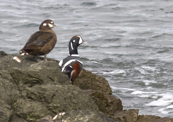 Männliche und weibliche Harlekinente sitzen auf einem Felsen am Meer — Stockfoto