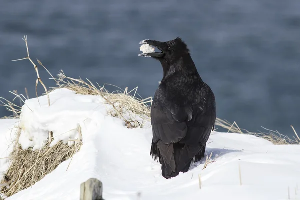Raven sitter på snö med mat i näbben vinterdag — Stockfoto
