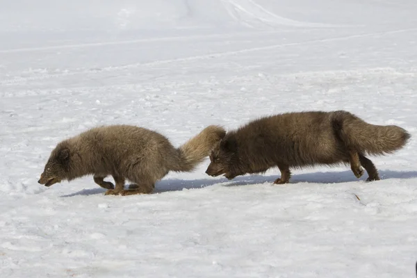 Commandants renards arctiques bleus courant l'un après l'autre pendant — Photo