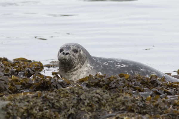 Joven foca del puerto que trepa sobre las rocas en la marea baja en primavera —  Fotos de Stock