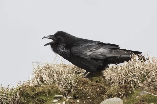 Corvo che siede sulla cima di una collina e urla giorno di primavera — Foto Stock