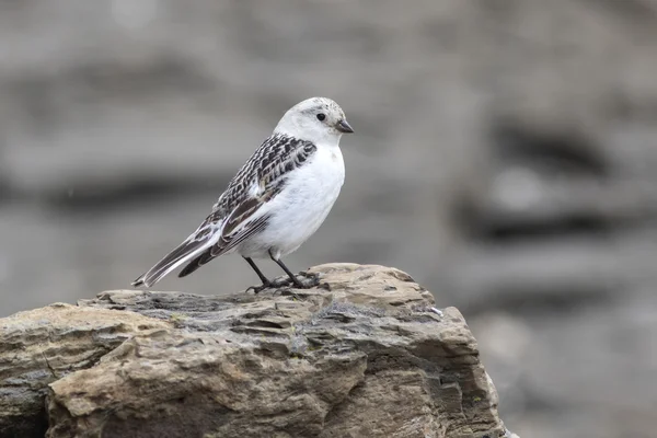 Female Snow Bunting sitting on rocks in autumn overcast day — Stock Photo, Image