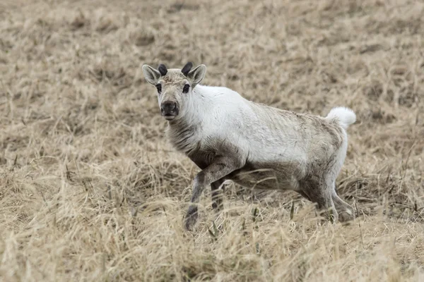 Rena selvagem fêmea na tundra no início da primavera em um clou — Fotografia de Stock