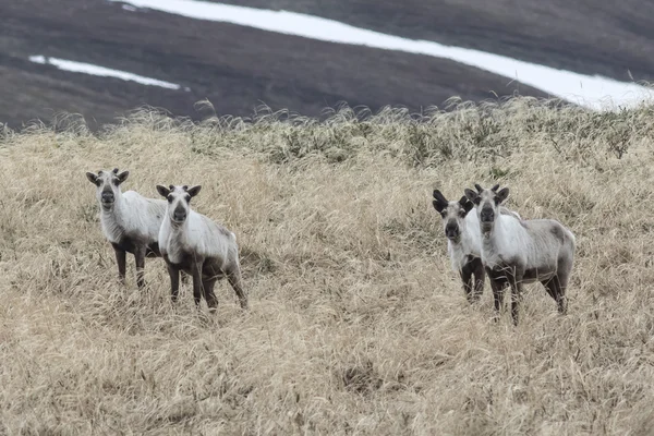 Дикі олені на тундрі ранньою весною в похмурий день — стокове фото