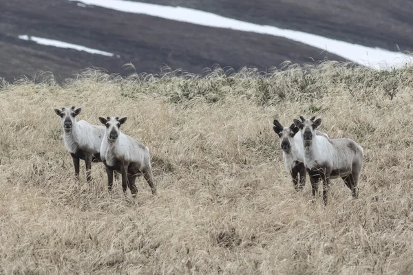 Renos salvajes en la tundra a principios de primavera en un día nublado —  Fotos de Stock