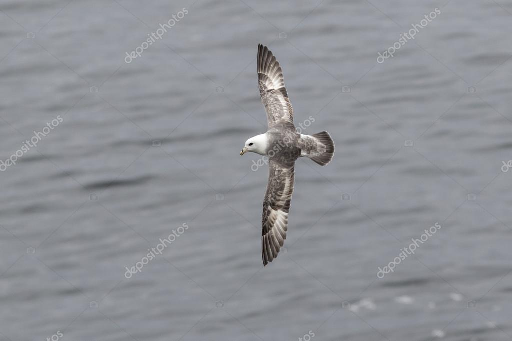 Fulmar Lumineux Métamorphose En Vol Stationnaire Près Des